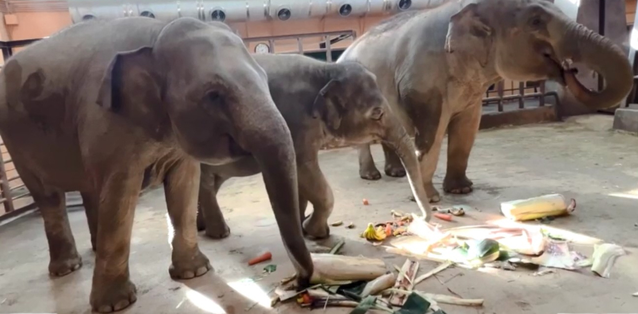 그림입니다. 원본 그림의 이름: 사본 -코끼리.jpg 원본 그림의 크기: 가로 1294pixel, 세로 637pixel