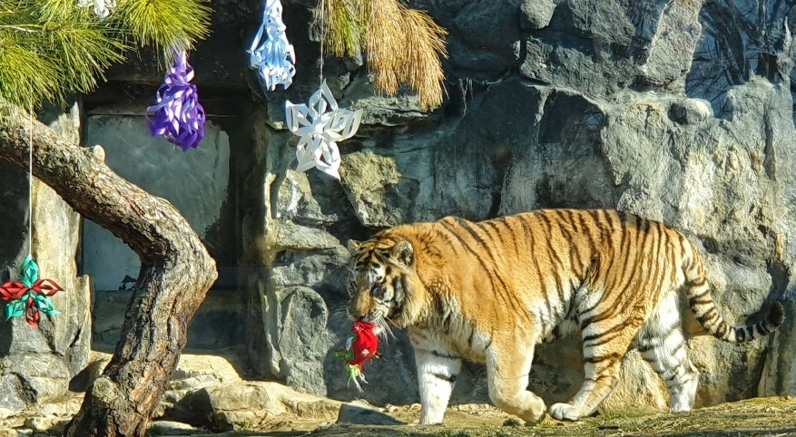 그림입니다. 원본 그림의 이름: 사본 -호랑이2.jpg 원본 그림의 크기: 가로 877pixel, 세로 482pixel