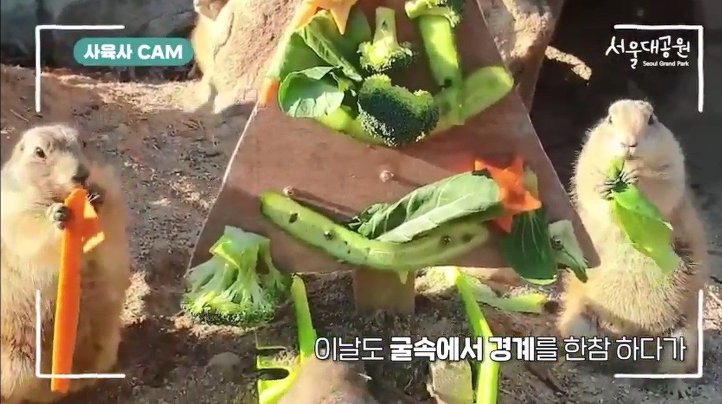 그림입니다. 원본 그림의 이름: 프레리독.jpg 원본 그림의 크기: 가로 1481pixel, 세로 829pixel