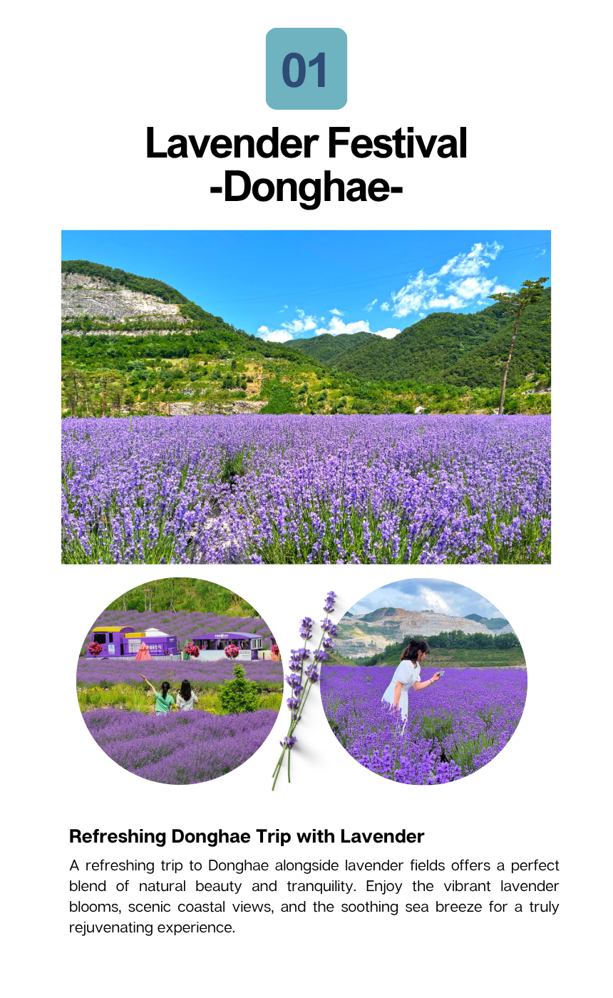 [6/14] Donghae Lavender Festival