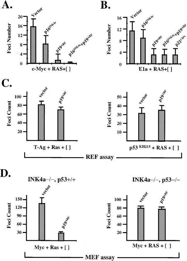 p19Arf Suppression of Transformation in Primary Rodent Cells(A) Cooperative ...