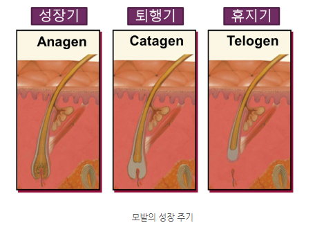 음모의 제모 - 산부인과 의사가 알려주는 브라질리언 제모 : 로즈앤 의학 칼럼