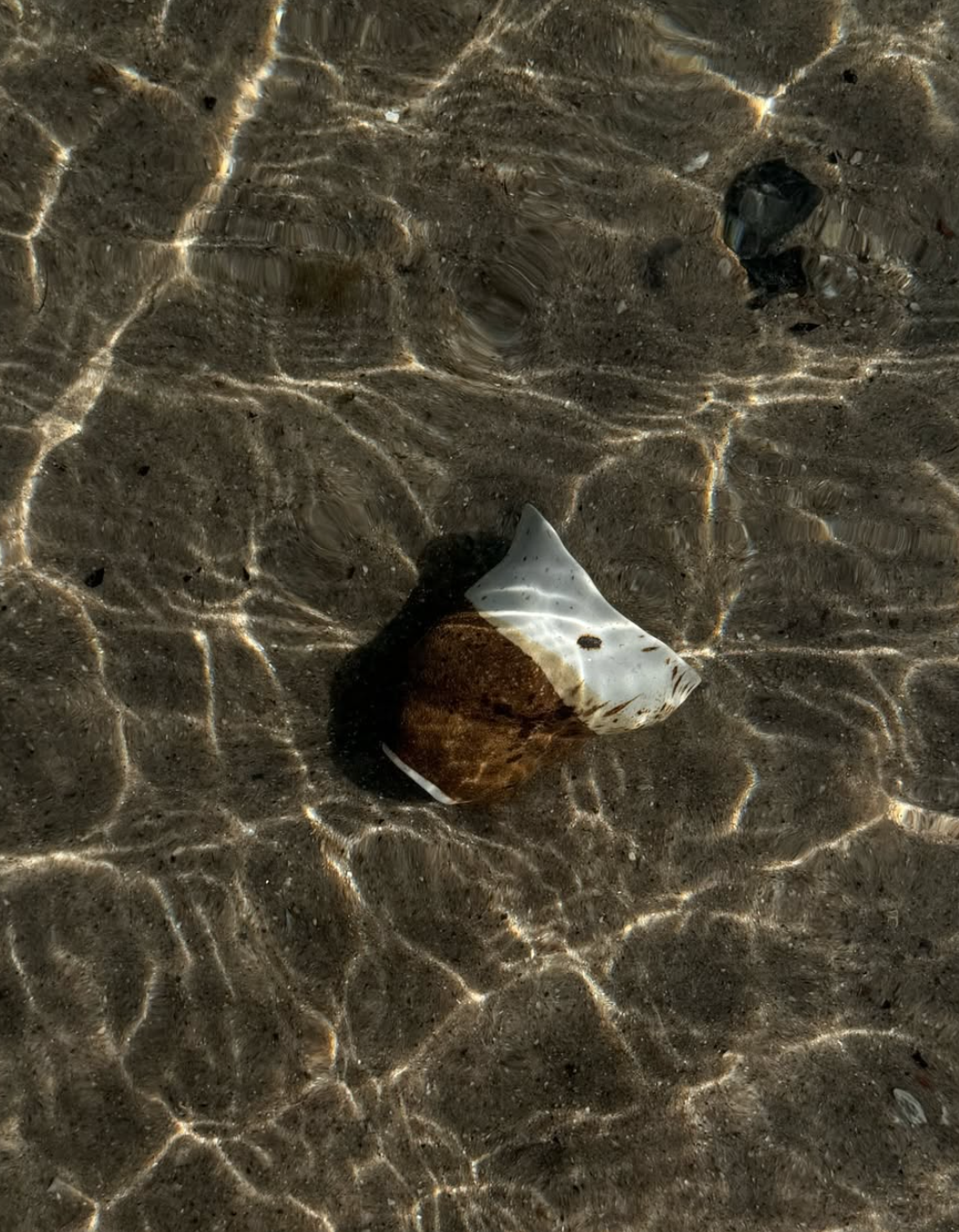 Sparrow Cup