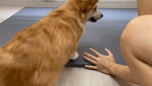 c008ac654054f.gif