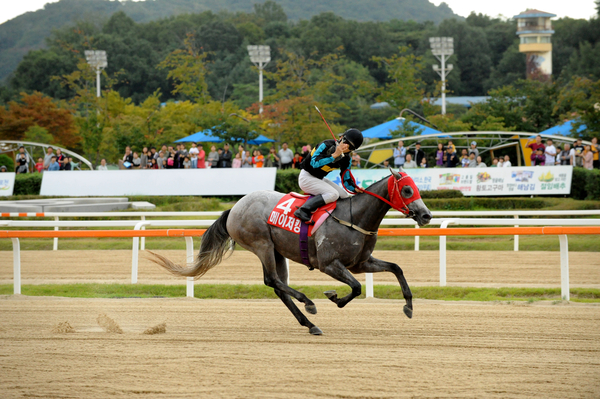 메이저킹이 2013년 농림축산식품부장관배 대상경주에 나서 달리고 있다. /한국마사회
