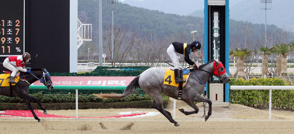 메이저킹이 2013년 경마 대회에서 결승점을 통과하고 있다. /한국마사회