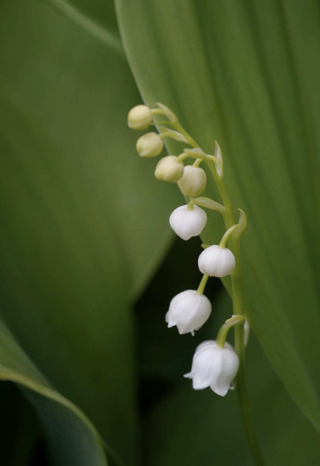 <Juncoparis🇫🇷> Lily of the valley