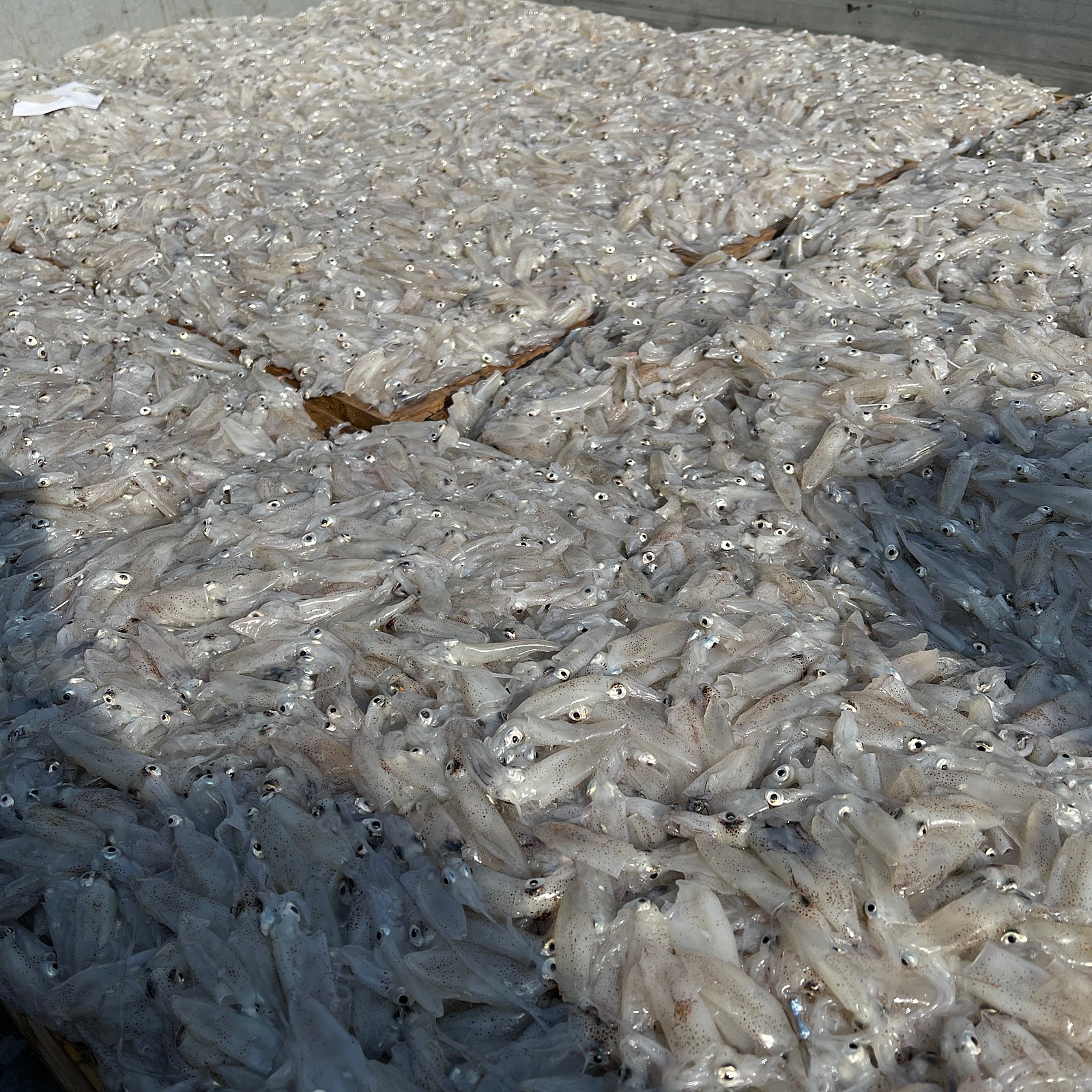 제철 한입호래기 1kg : 명품농수산