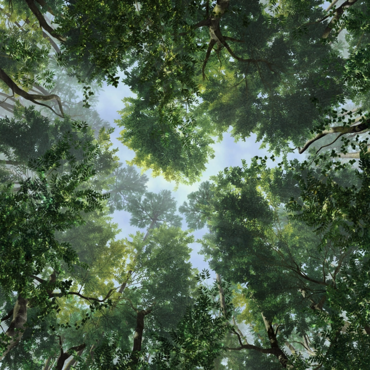 1e9559624fd90.png