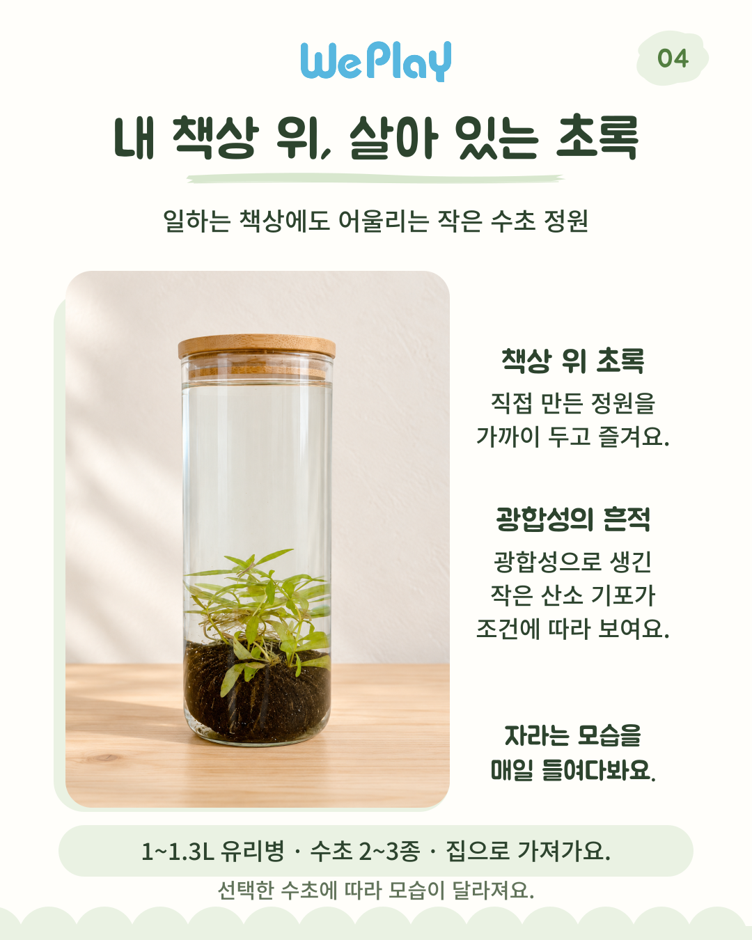 [아쿠아리움] 와비쿠사 수초 키우기 + (새우 or 구피) with 신난다