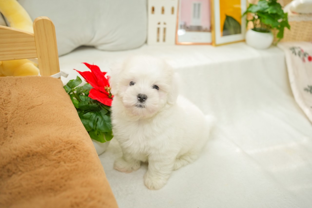 화이트색상 꼬똥드툴레아 : 꼬똥드툴레아분양,한국꼬똥,꼬똥드툴레아분양가