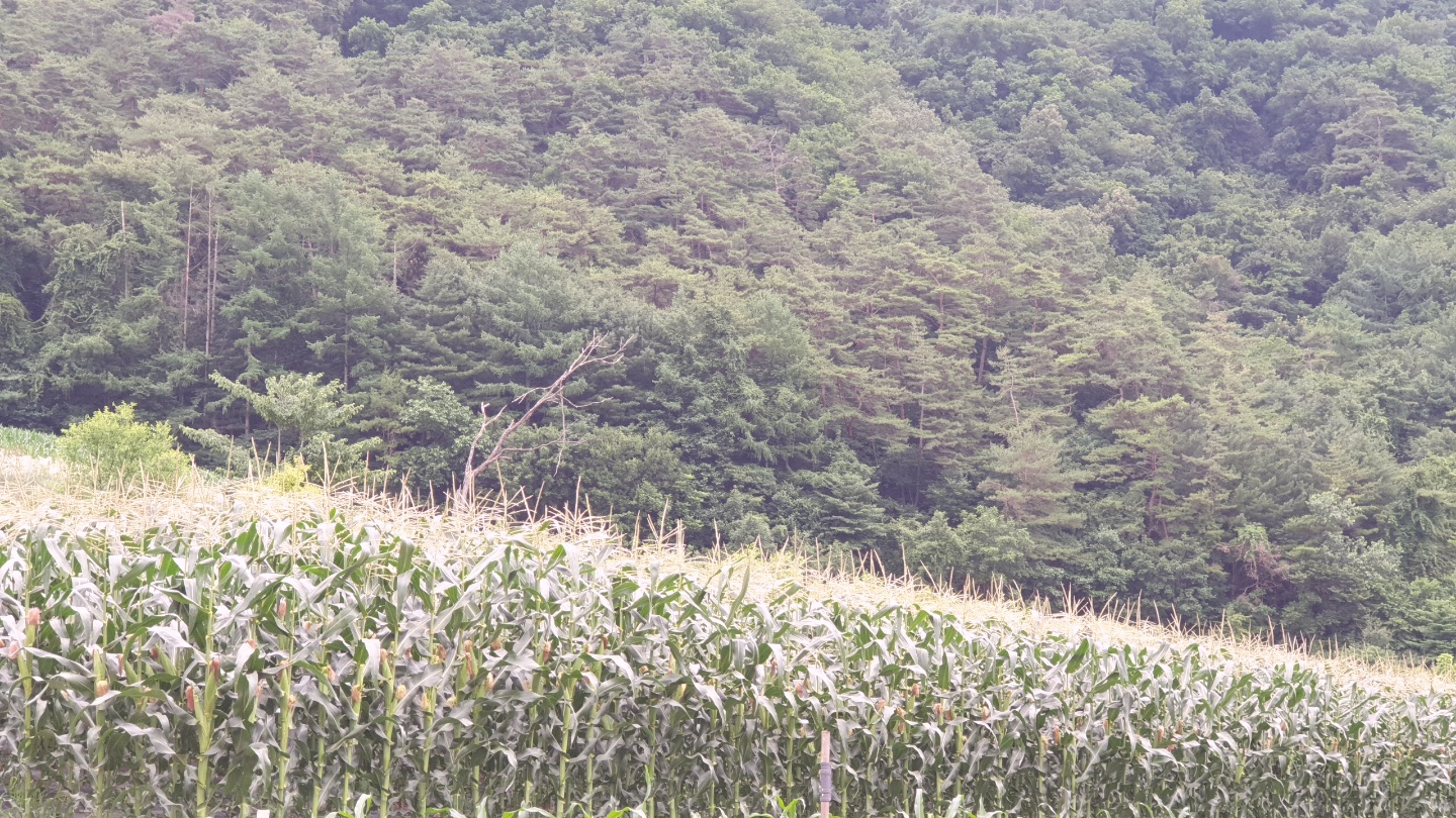 평창 _ 강원도 흑찰옥수수