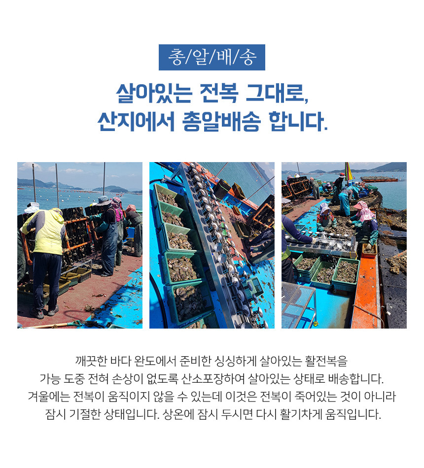 완도 전복(7~8미)