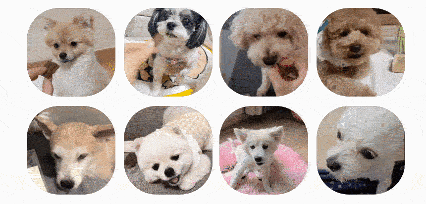 닥터뮨 오리진(30P) 강아지 동충하초 면역 종합영양제 가수분해닭