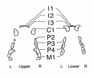 16d655a82cfff.jpg