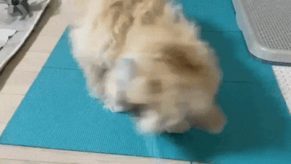 1d9ca05b1b31c.gif