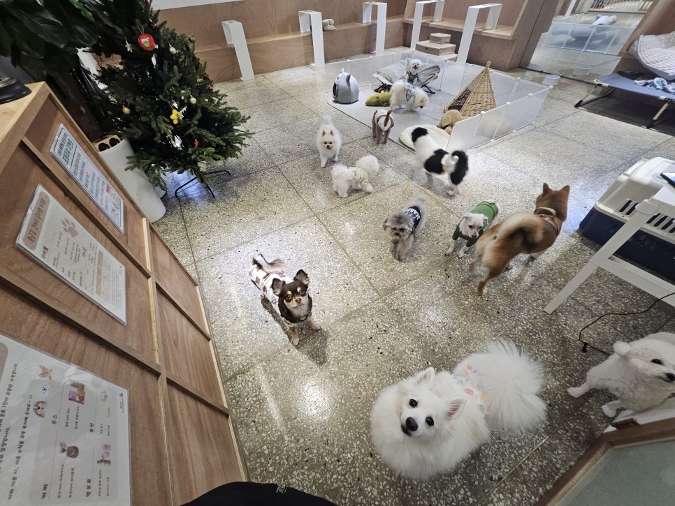 강아지 호텔 이미지