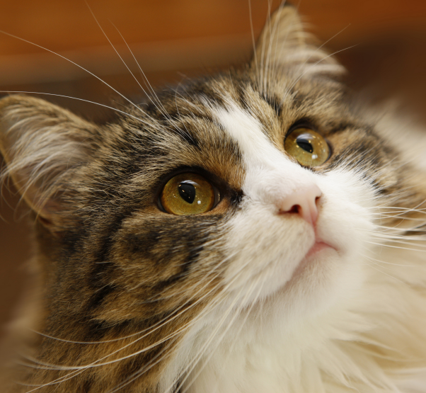 a6f9521d966e6.png