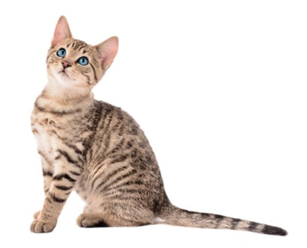 a7db7037b4bb5.png