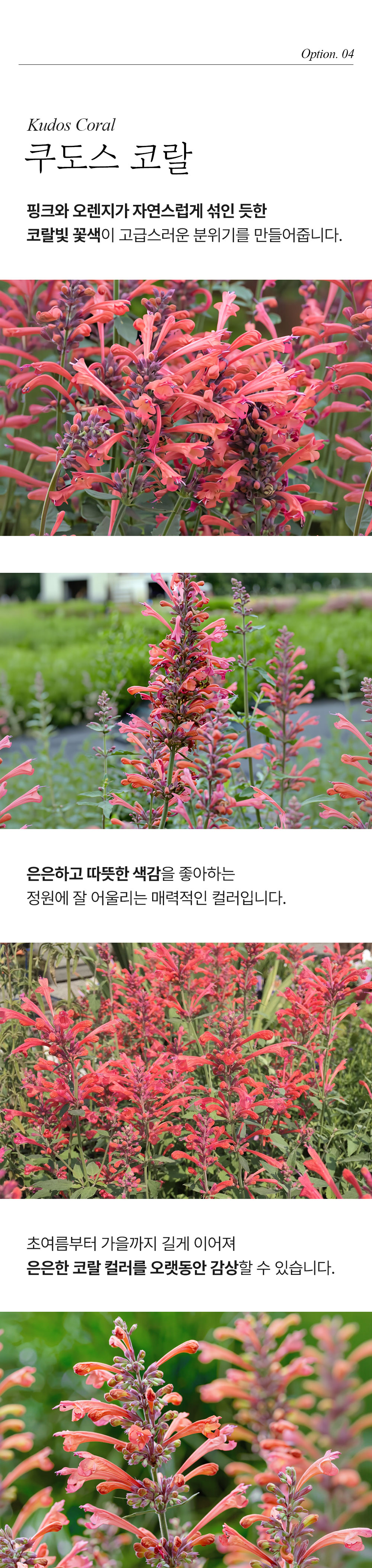 유럽 배초향 4종