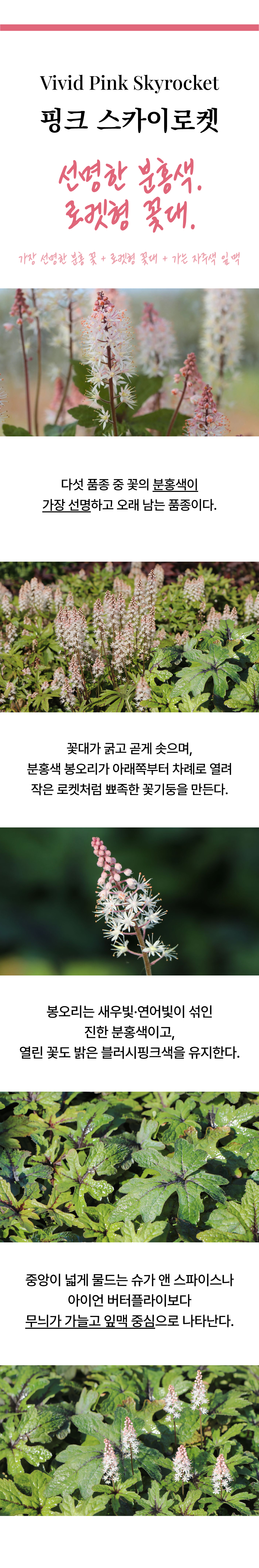 유럽 매화헐떡이풀(티아렐라) 5종