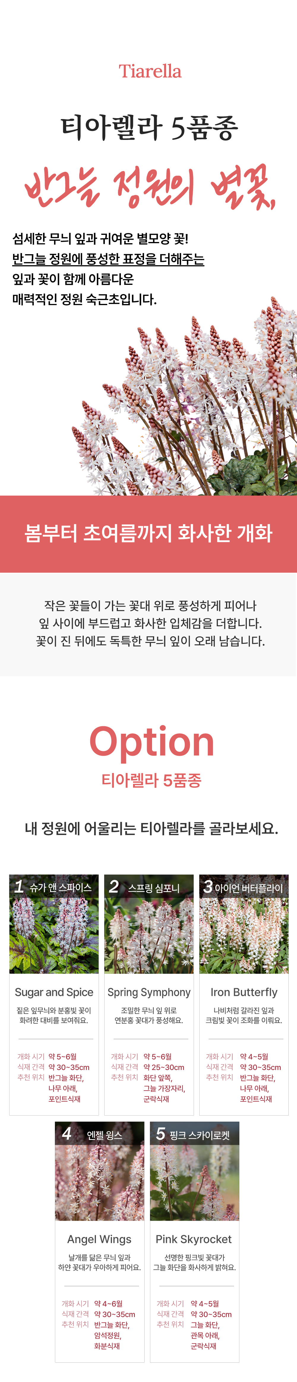 유럽 매화헐떡이풀(티아렐라) 5종