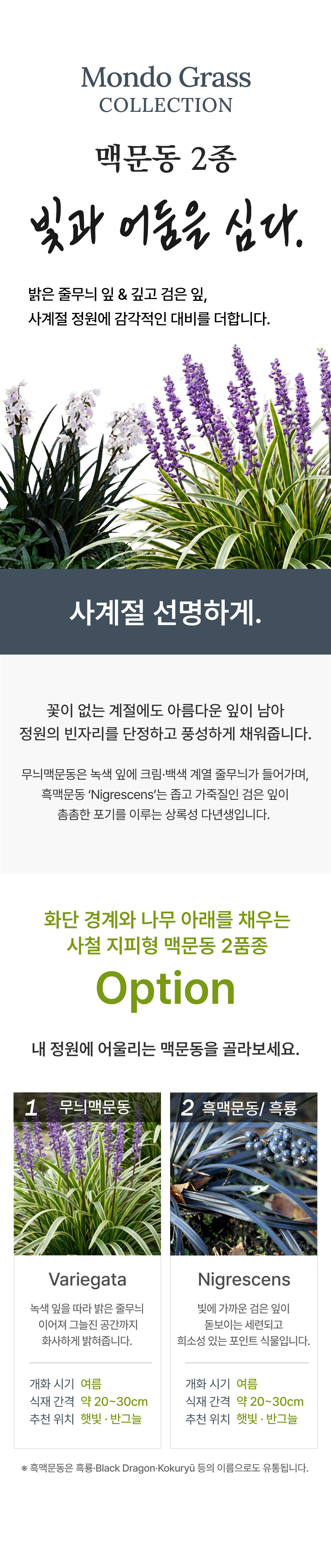 유럽 무늬맥문동 2종