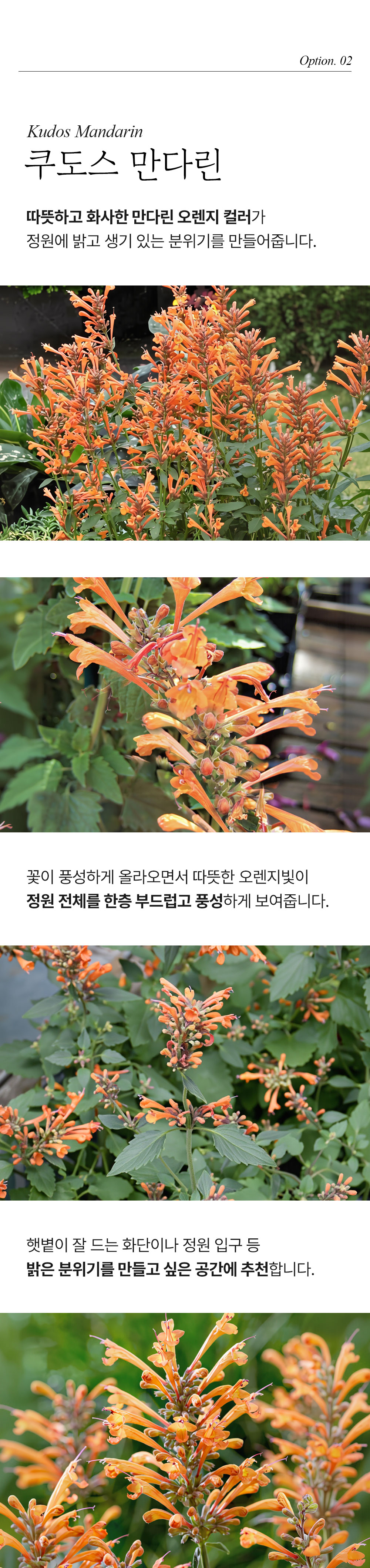 유럽 배초향 4종