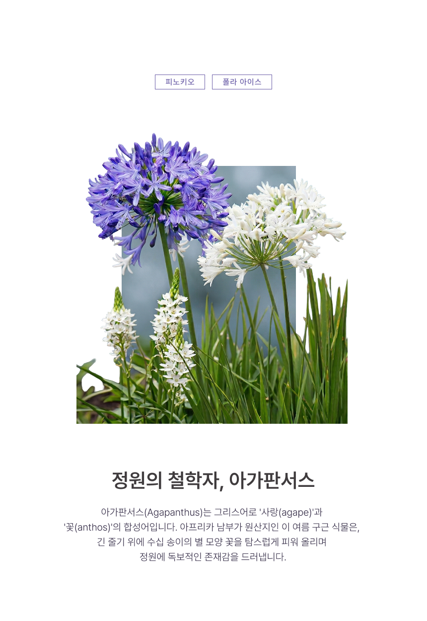 아가판서스(