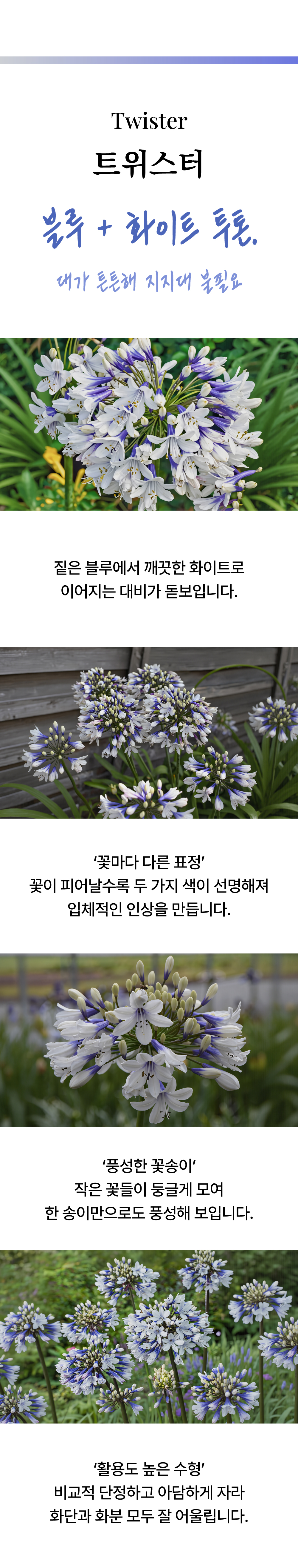 유럽 아가판서스 6종