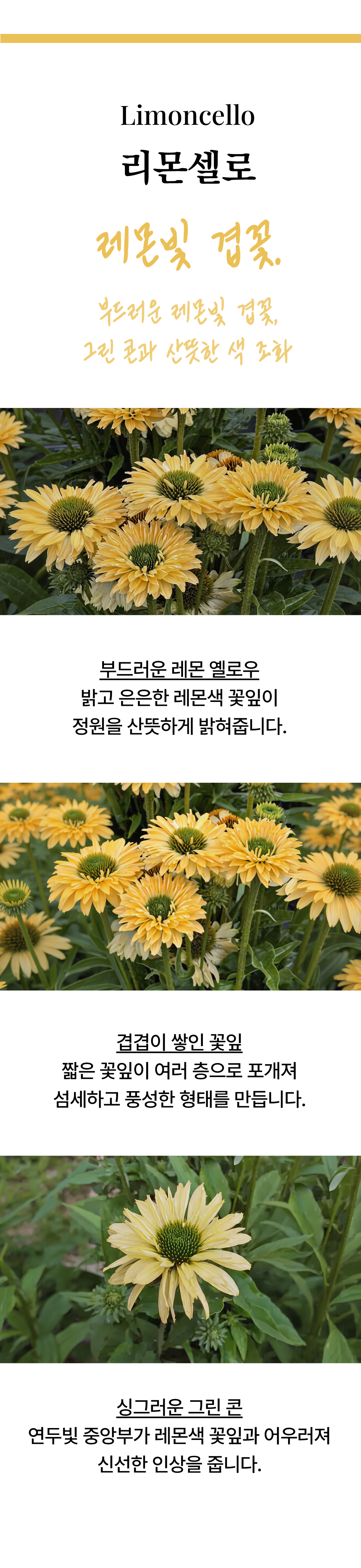 유럽 에키네시아 썬시커 12종