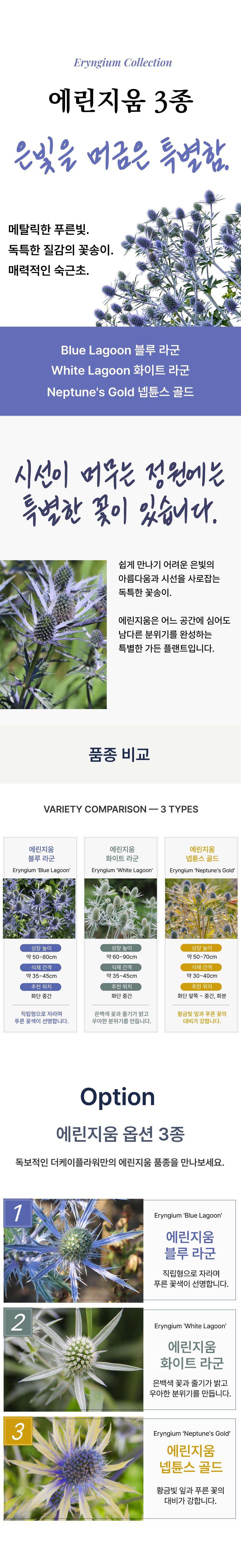 유럽 에린지움 3종