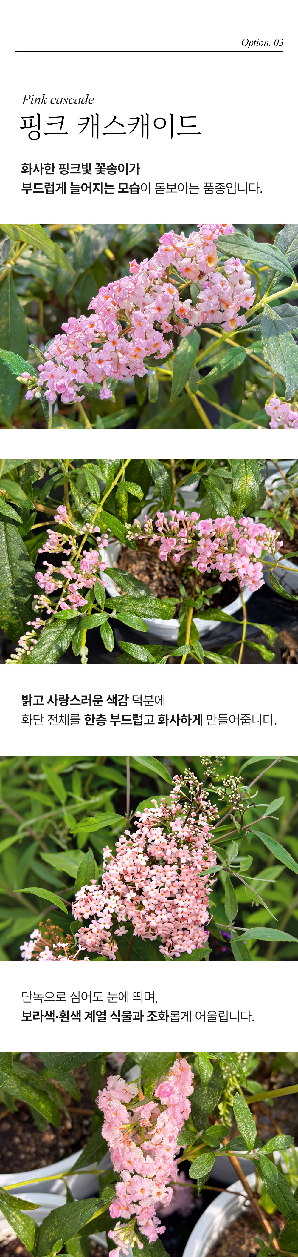 유럽 붓들레아 3종