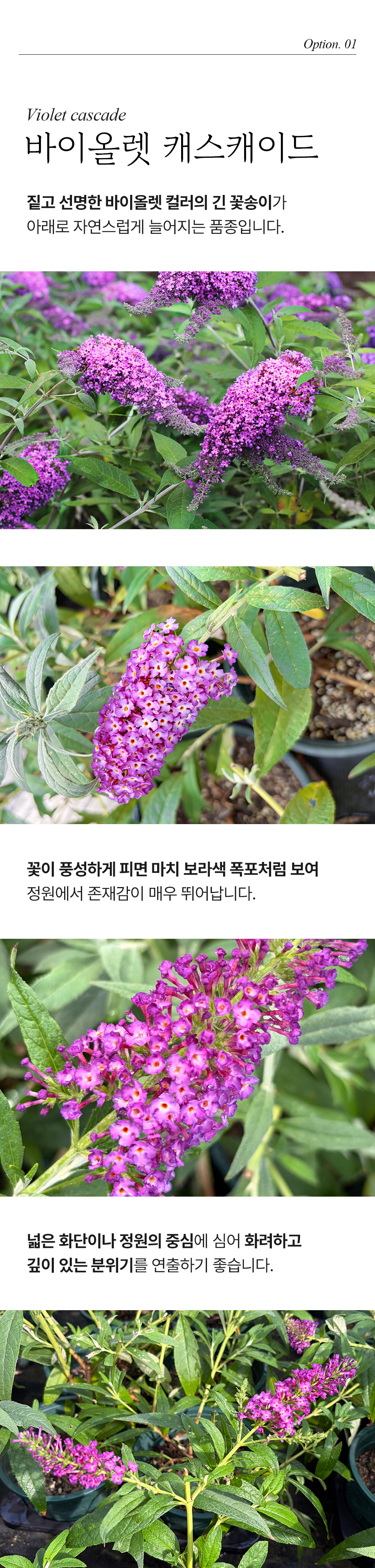 유럽 붓들레아 3종