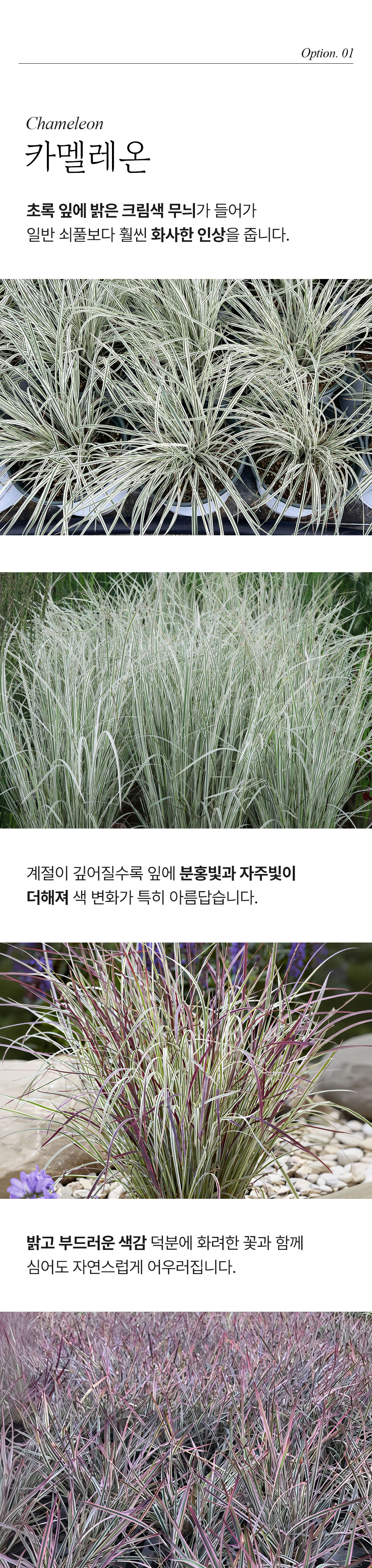 유럽 스키자키리움 3종