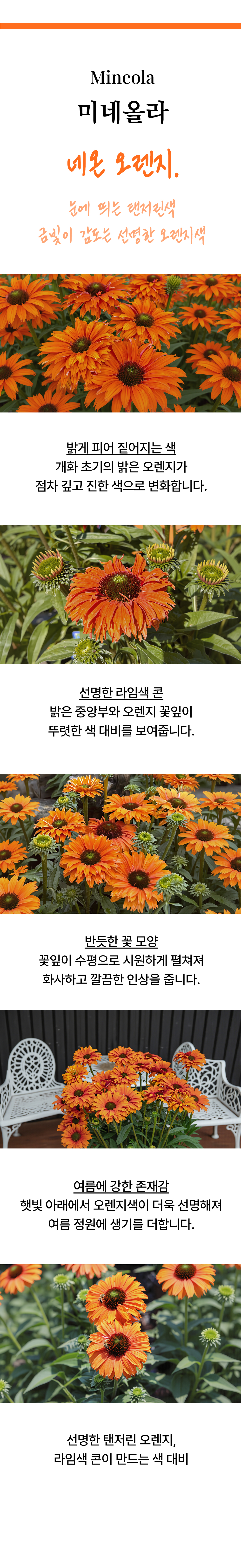 유럽 에키네시아 썬시커 12종