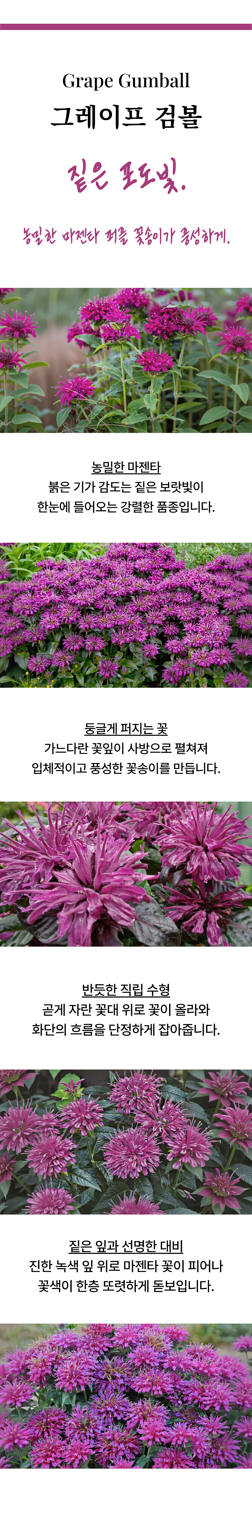 유럽 벨가못 모나르다 3종
