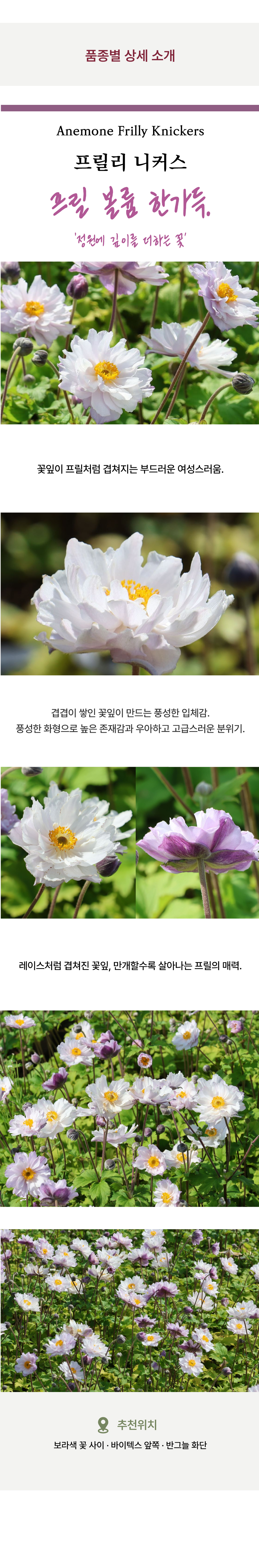 유럽 겹 추명국(아네모네) 6종