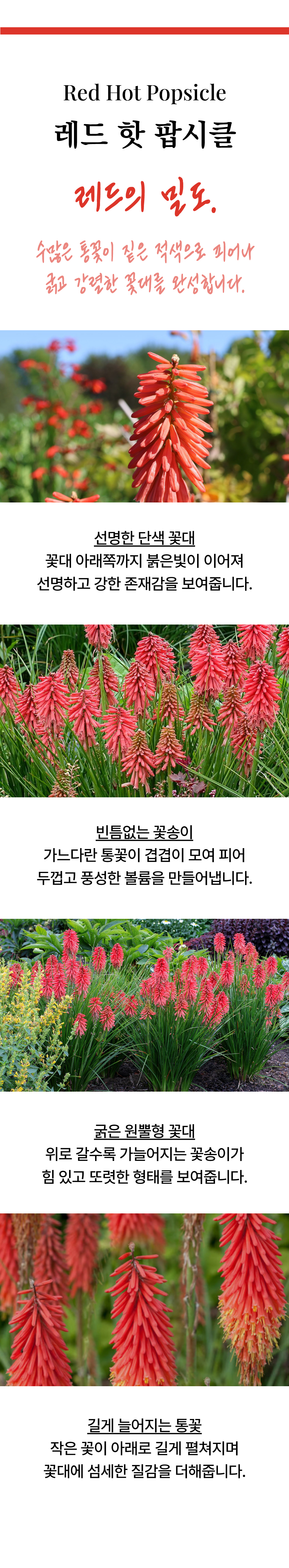 유럽 니포피아 4종