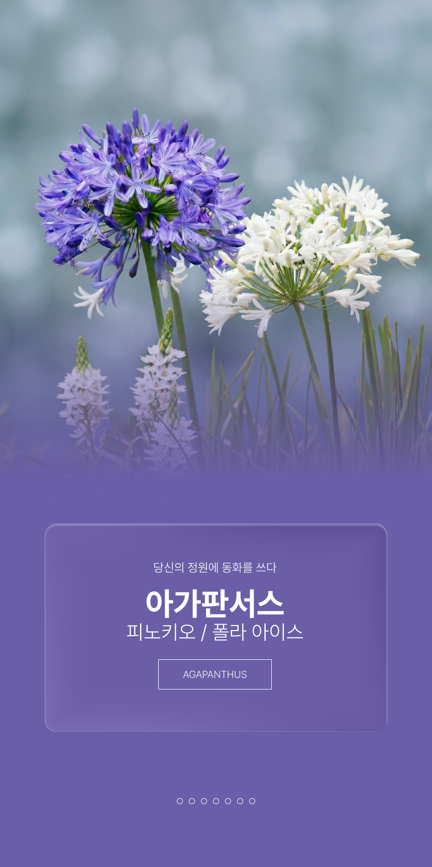 아가판서스(