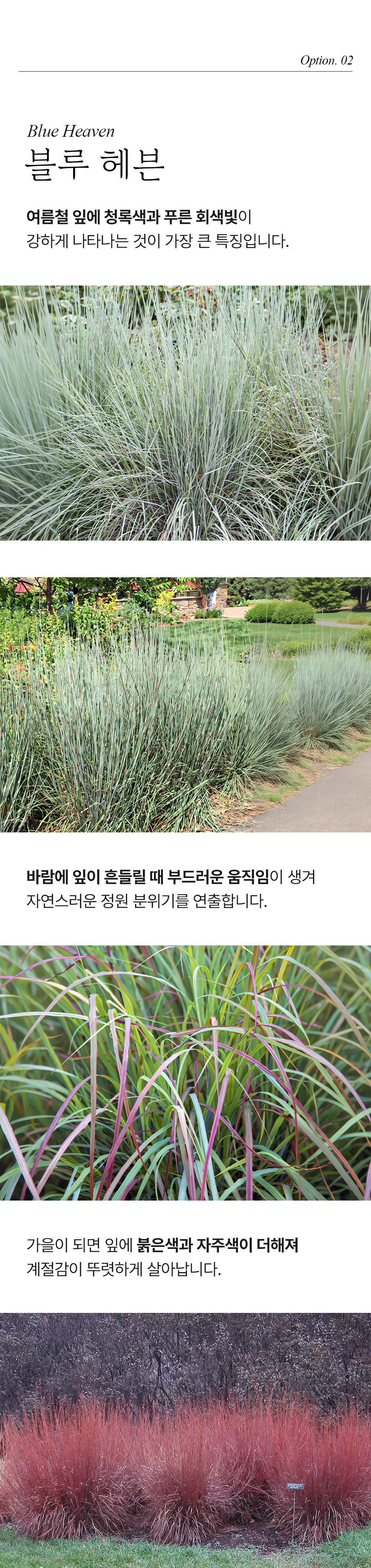 유럽 스키자키리움 3종