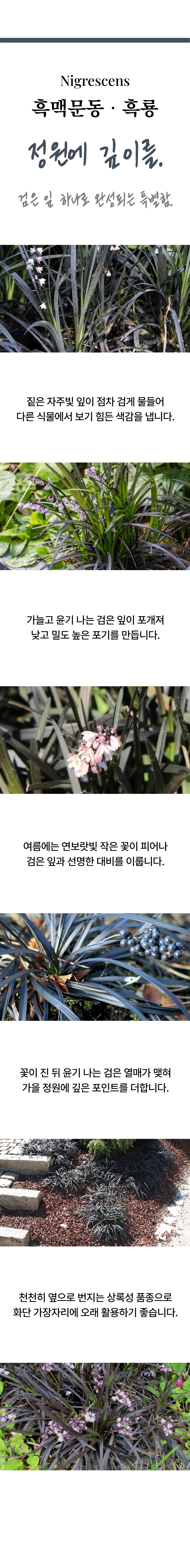 유럽 무늬맥문동 2종