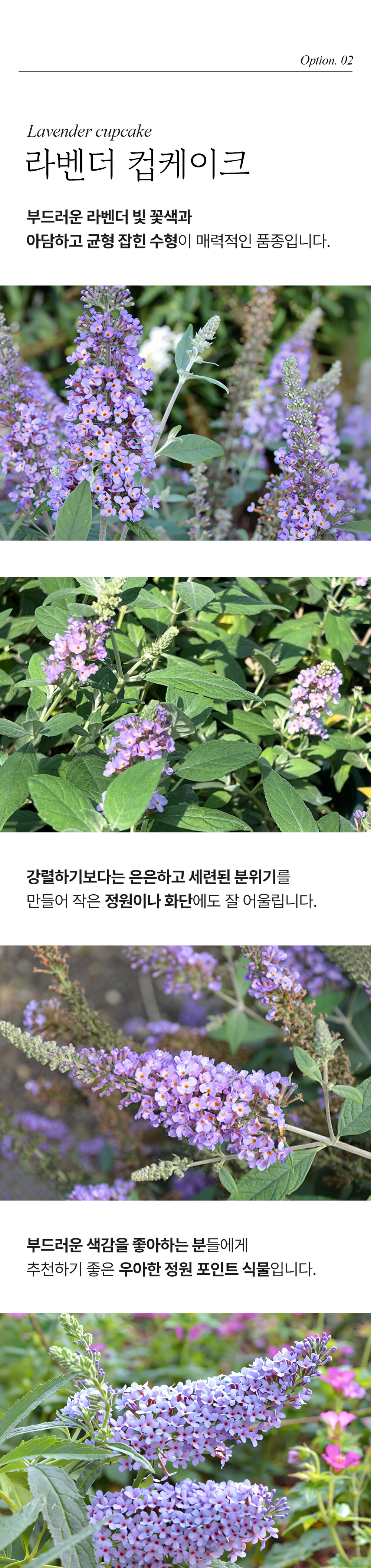 유럽 붓들레아 3종