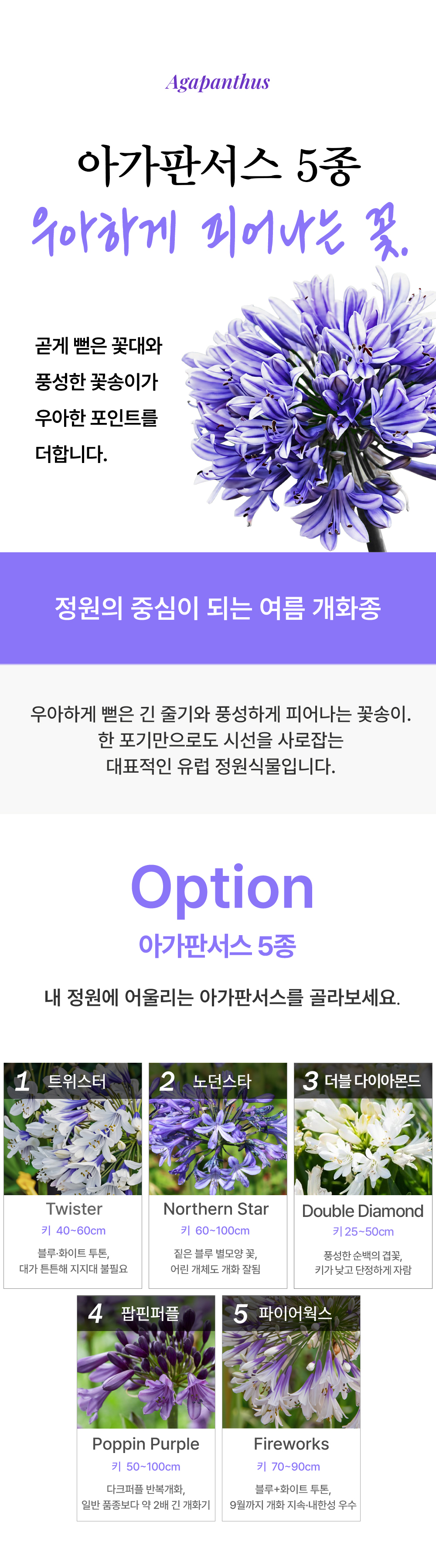 유럽 아가판서스 5종