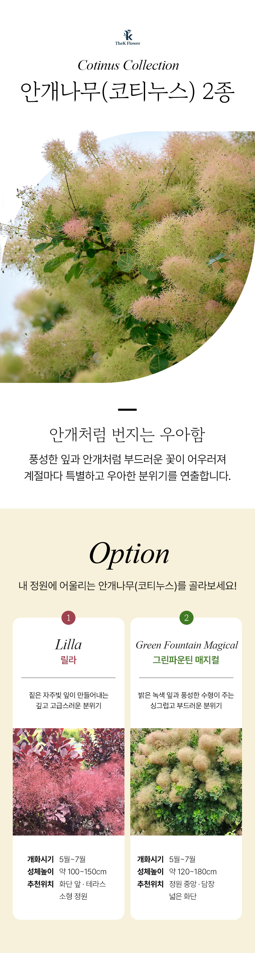 안개나무(코티누스) 2종