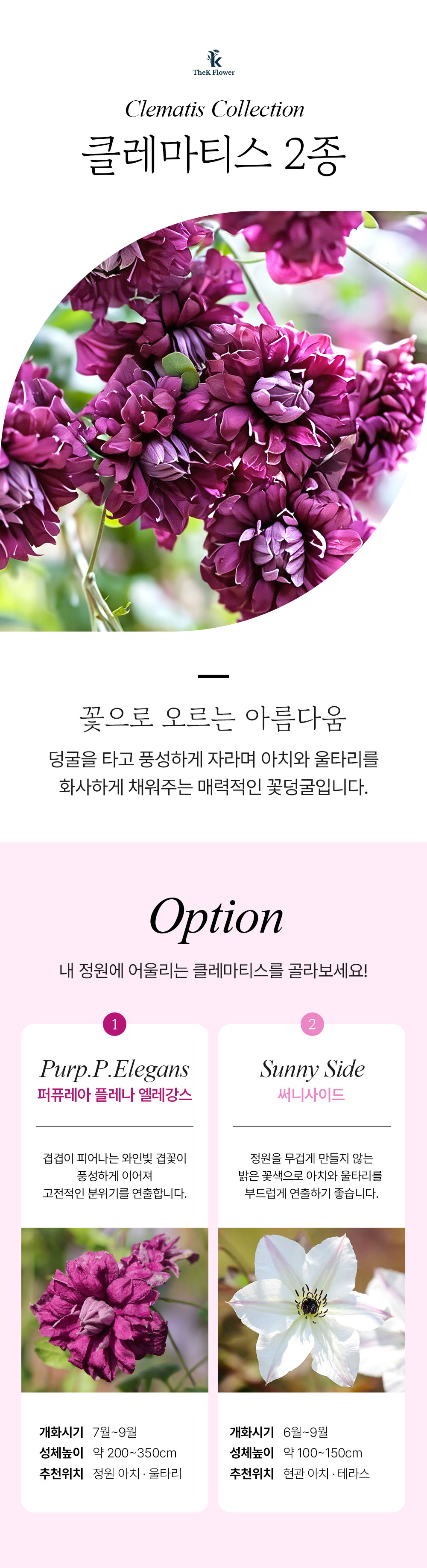 유럽 프리미엄 클레마티스 2종