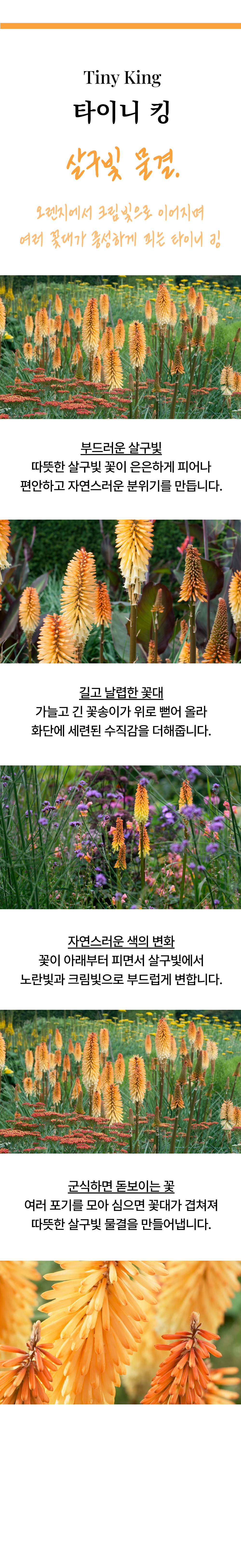 유럽 니포피아 4종