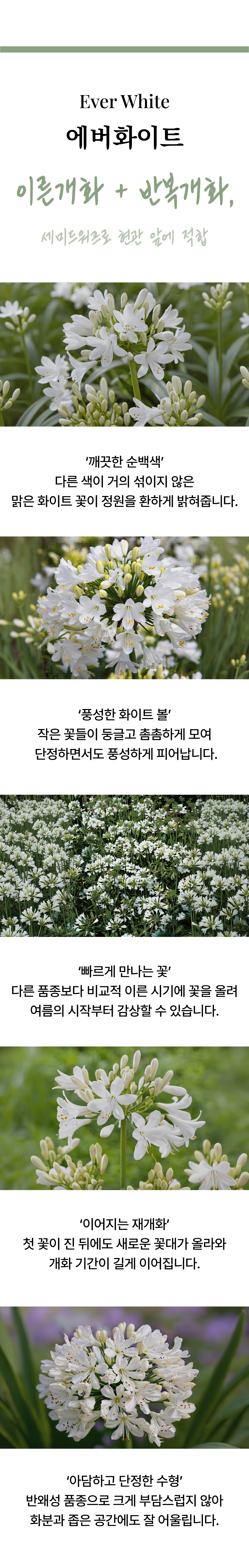유럽 아가판서스 6종