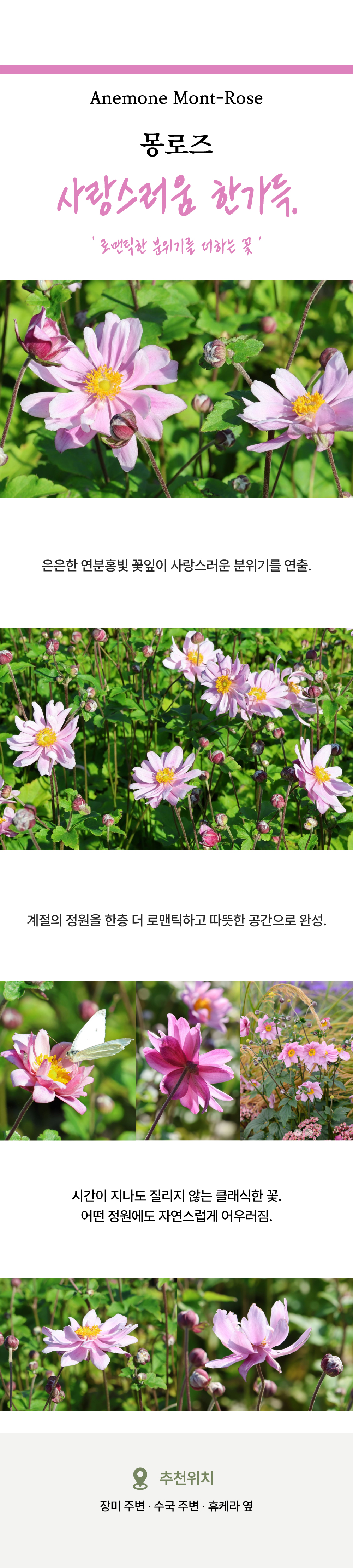 유럽 겹 추명국(아네모네) 6종