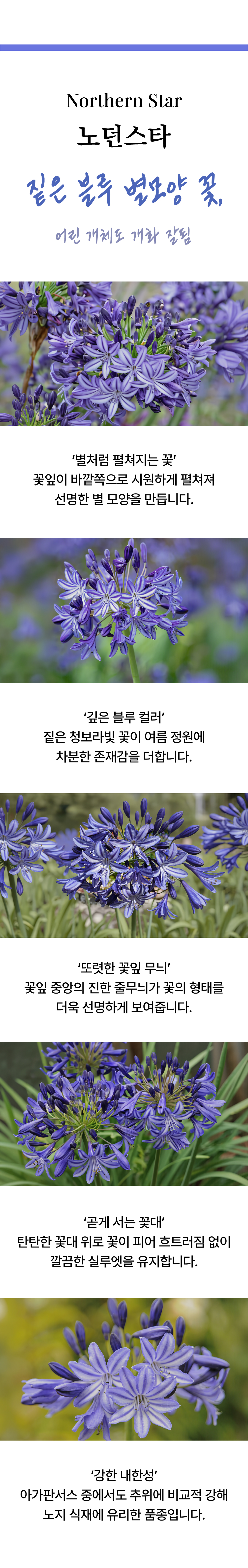 유럽 아가판서스 6종